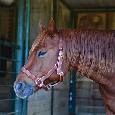 Classic Equine Leder Halfter